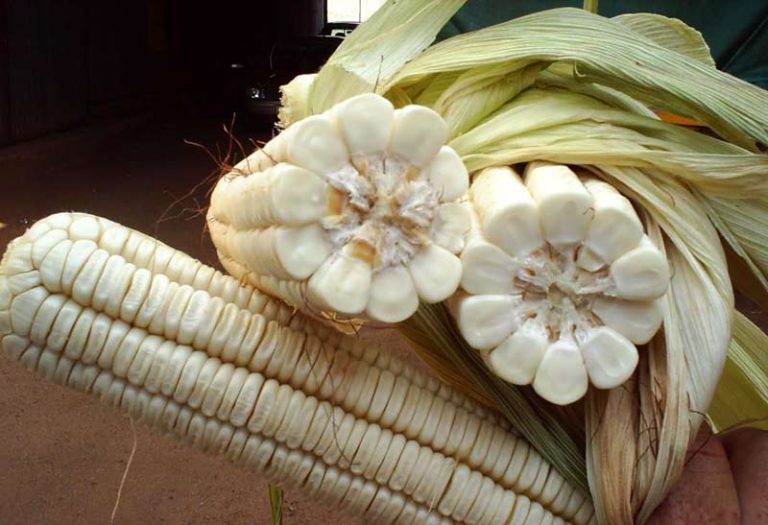 Border King Maize Seeds