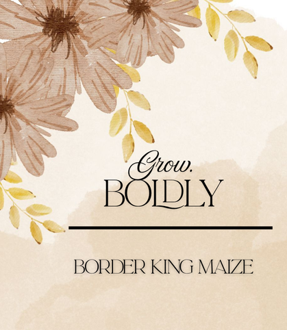 Border King Maize Seeds