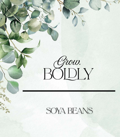 Soya Bean Seeds
